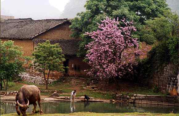 132 Yangshuo.jpg (34185 bytes)